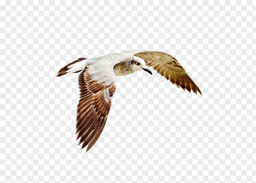 Bird Hawk Common Gull Wader PNG