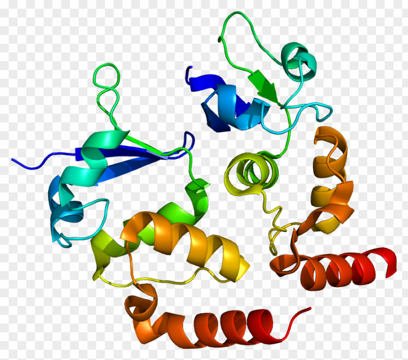 Human Genome Project KCND3 Voltage-gated Potassium Channel Cardiac Transient Outward Current Action Potential PNG