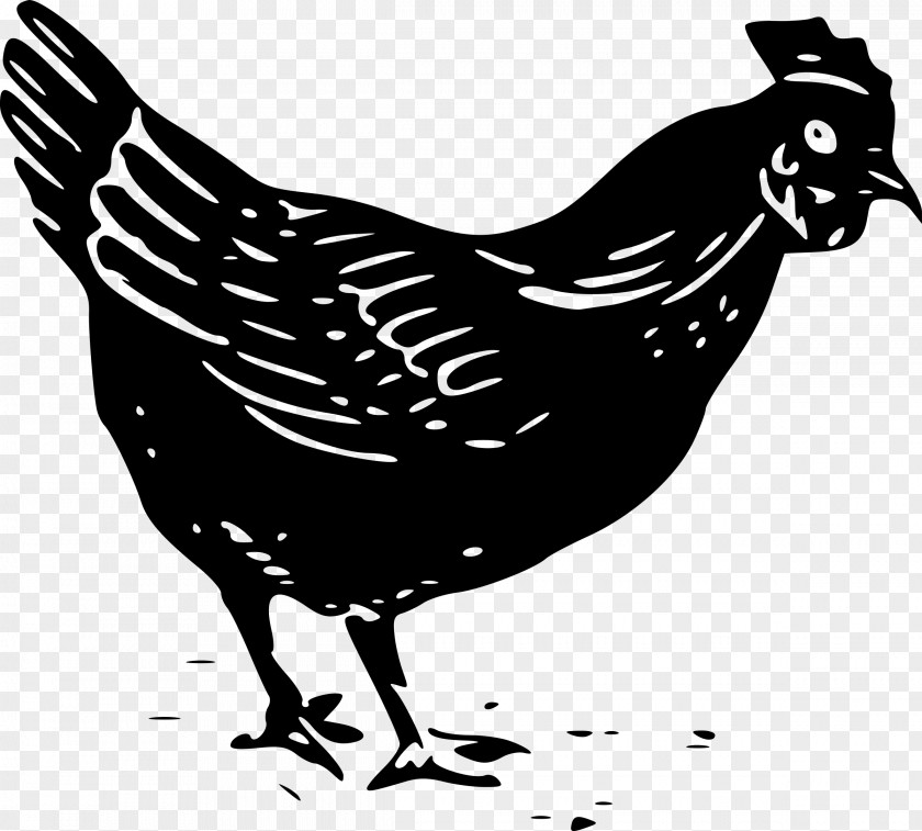 Small Chicken Plymouth Rock Kifaranga Rooster Fowl Clip Art PNG