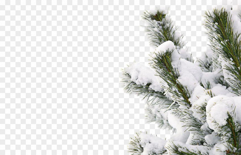 Snowy Winter Tree Snow Smile PNG