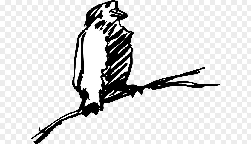 Bird Beak Drawing Clip Art PNG