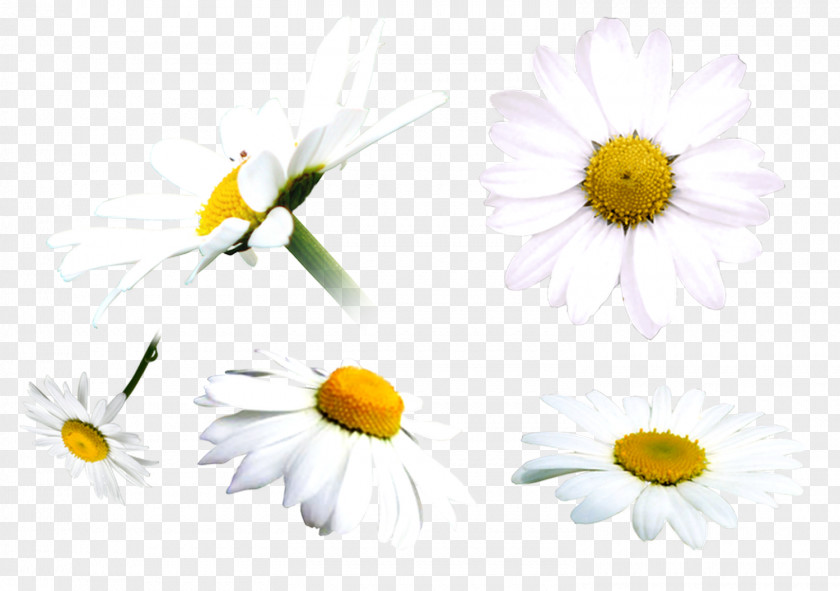 Chamomile Oxeye Daisy Clip Art PNG