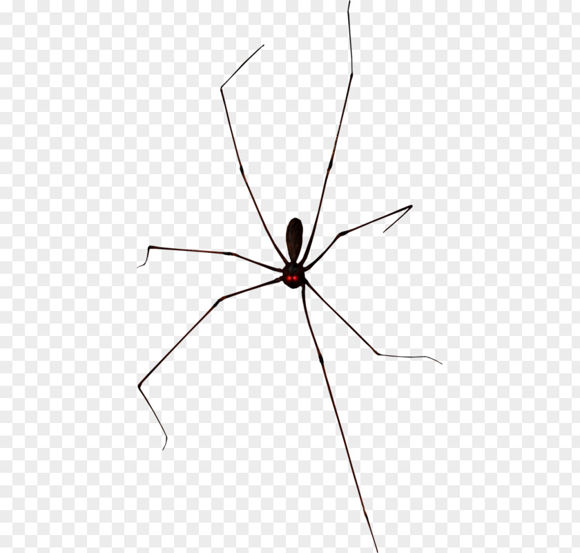 Creative Black Spider Halloween Widow Spiders PNG