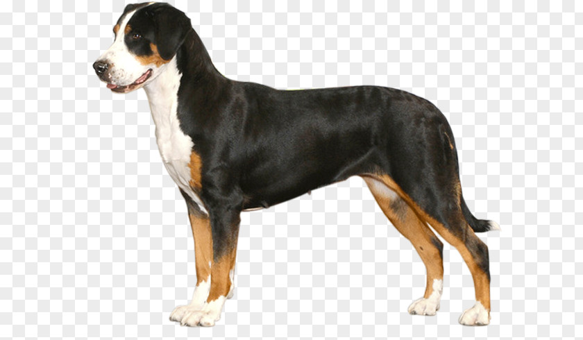 Dog Breed Greater Swiss Mountain Entlebucher Bernese Appenzeller Sennenhund PNG