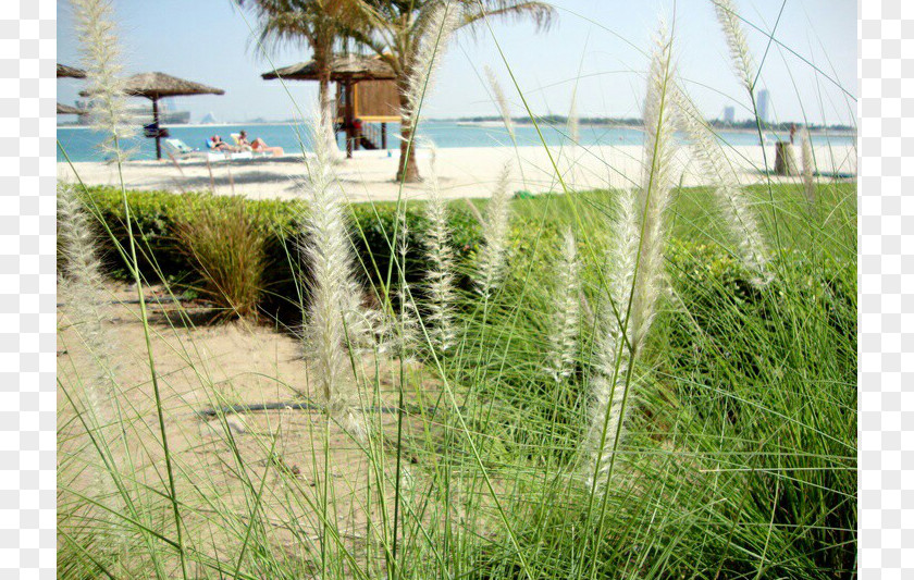 Palm Jumeirah Monorail Real Property Land Lot Grasses PNG