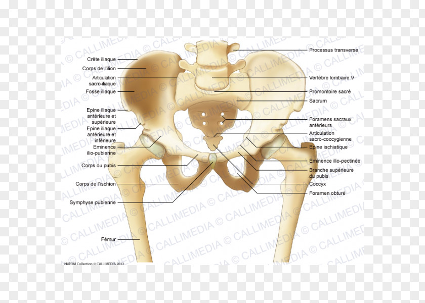 Pelvis Iliopubic Eminence Bone Anatomy Ilium PNG