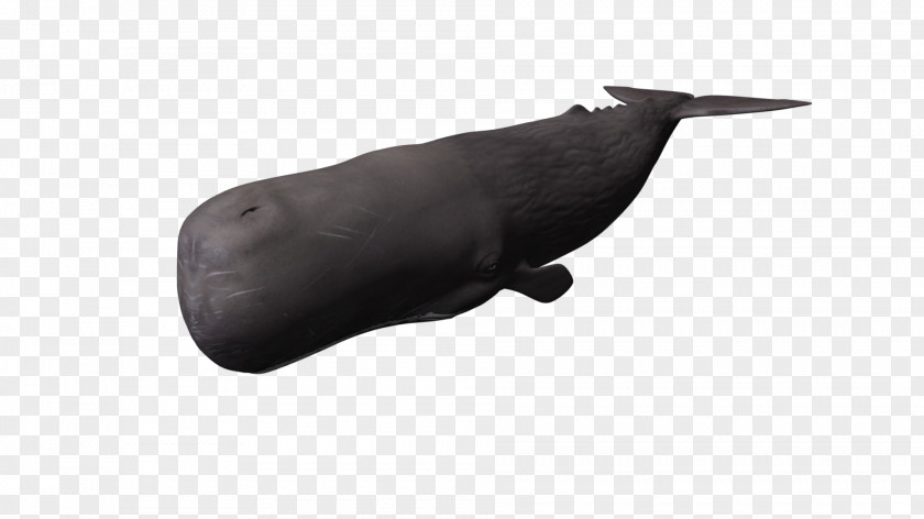 Whale Fauna Snout PNG