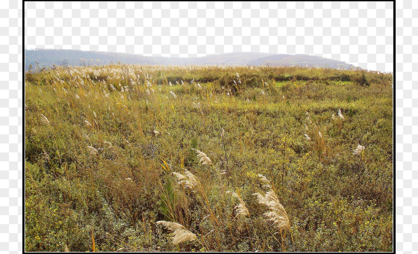 Wild Grass Reed Field Poster Decoration Resource PNG