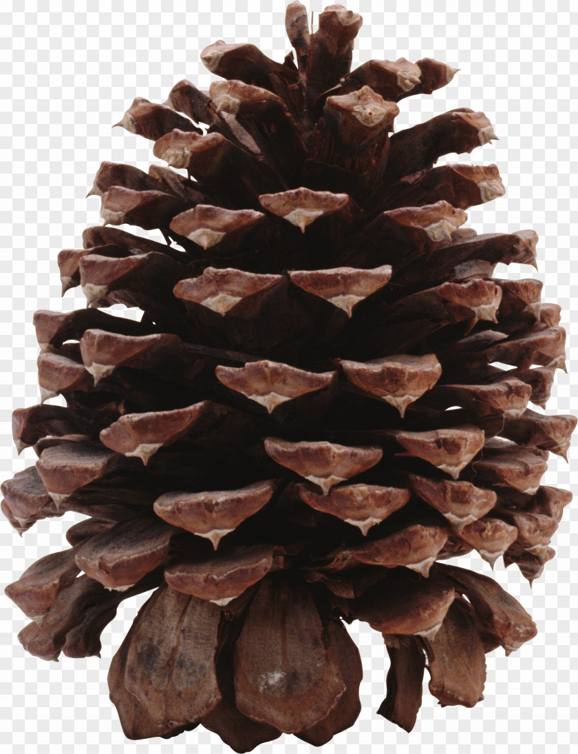 Pine Cone Coulter Conifer Clip Art PNG
