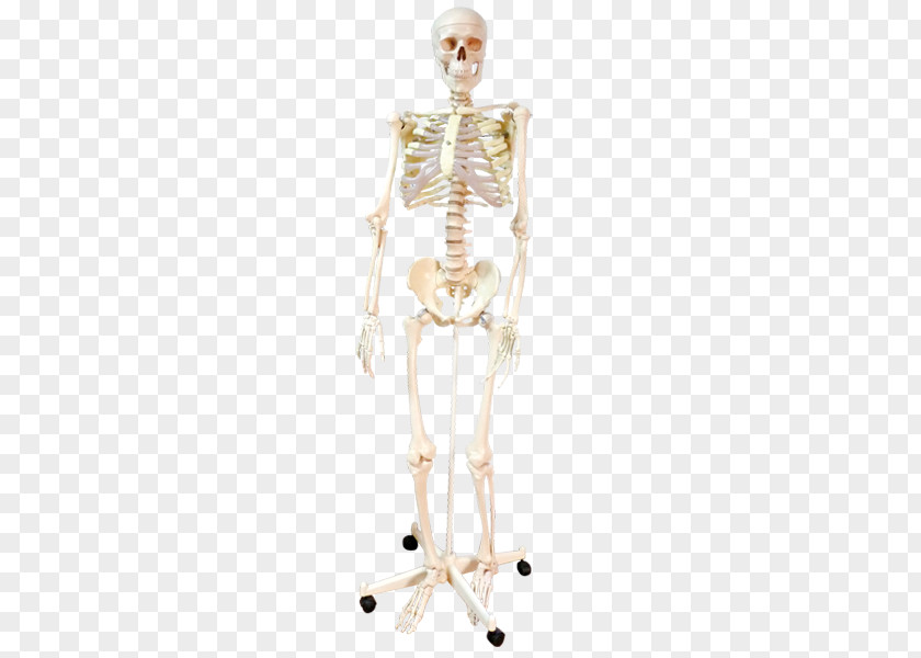 Skeleton Homo Sapiens Human Shoulder Body PNG