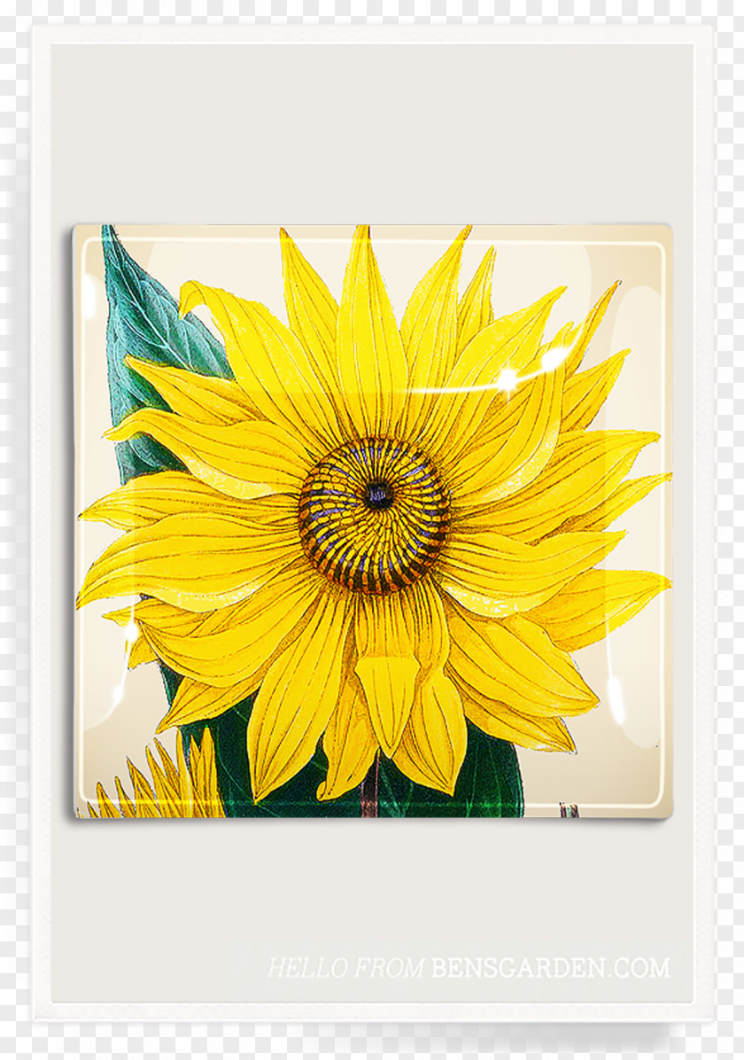 Sunflower Garden Common Ben's Picture Frames Clip Art PNG