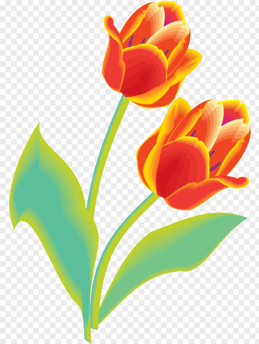 Tulip Cut Flowers Floral Design Clip Art PNG