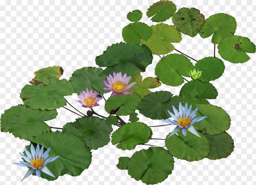 Water Lilies Nelumbo Nucifera Clip Art PNG