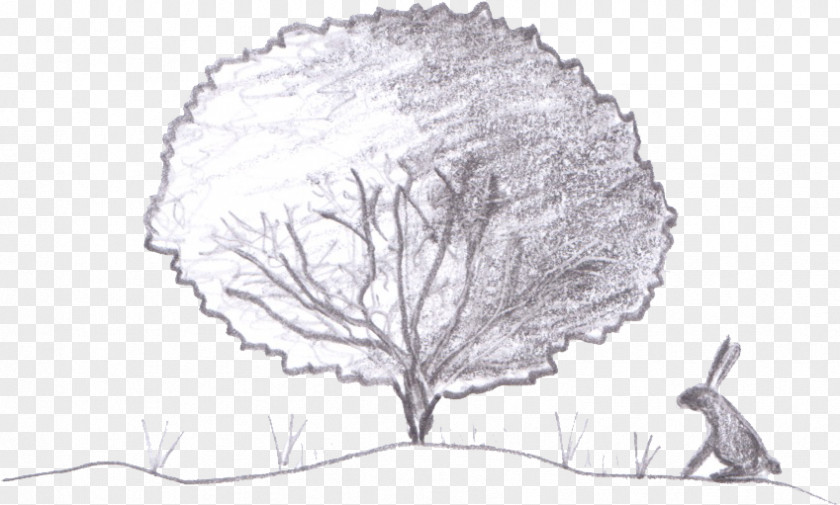 Ginkgo Tree Drawing Woody Plant Sketch PNG