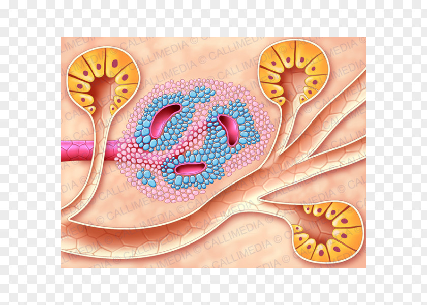 Polish The Islets Of Langerhans Pancreas Cell Endocrine System PNG