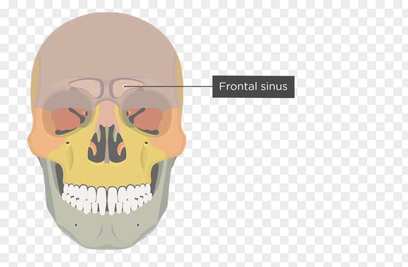 Skull Zygomatic Process Of Maxilla Bone PNG