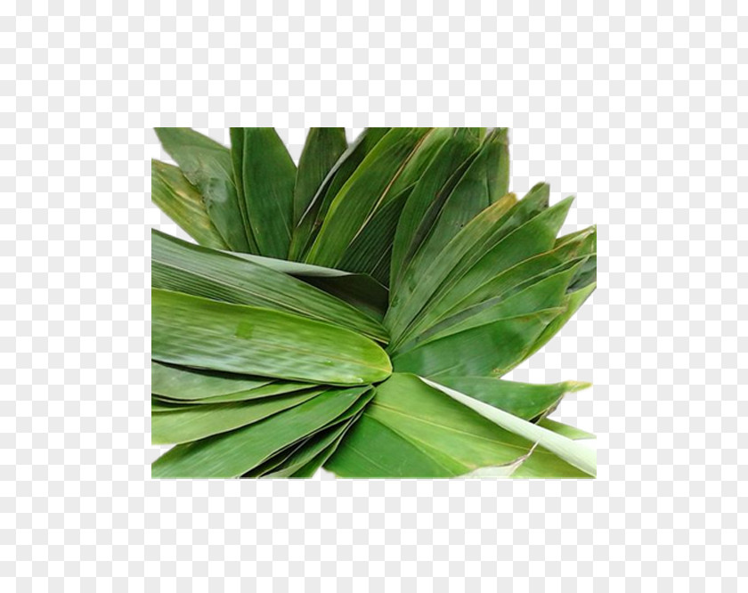 Bamboo Leaves Picture Material Leaf Zongzi PNG