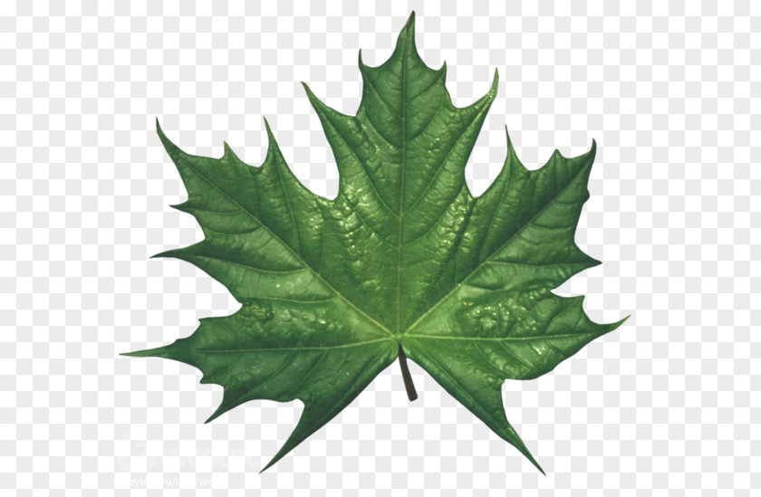 Leaf Maple Clip Art PNG