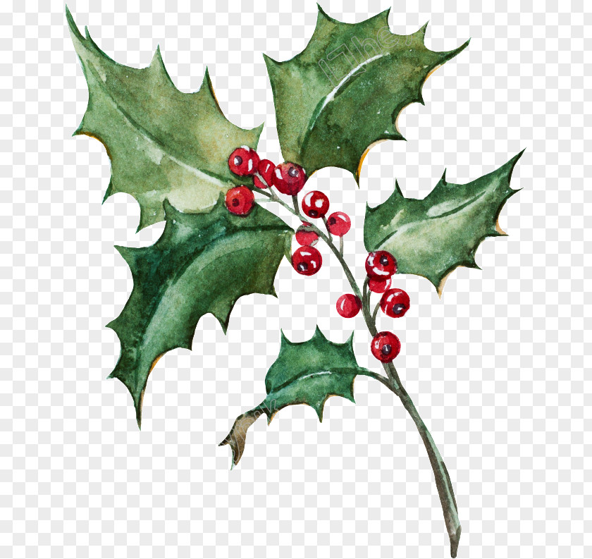 Plane Tree Holly PNG