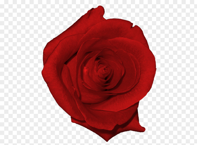 Red Rose Decorative Art Clip PNG