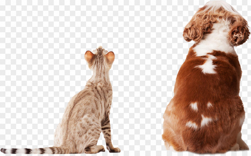Dog And Cat Stock Photography Pet Insurance PNG