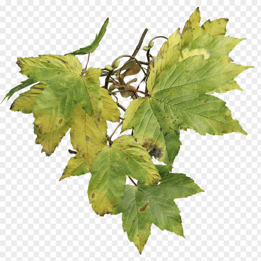 Maple Leaf Sycamore Plane Trees Plant Bark PNG