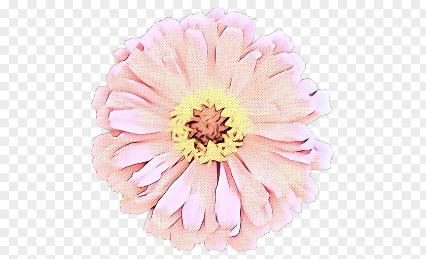 Transvaal Daisy Cut Flowers Floristry Chrysanthemum PNG