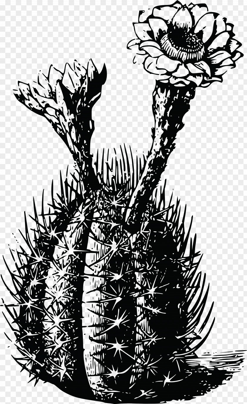 Cactus Vector T-shirt Cactaceae Ietzmoois Thorns, Spines, And Prickles Succulent Plant PNG
