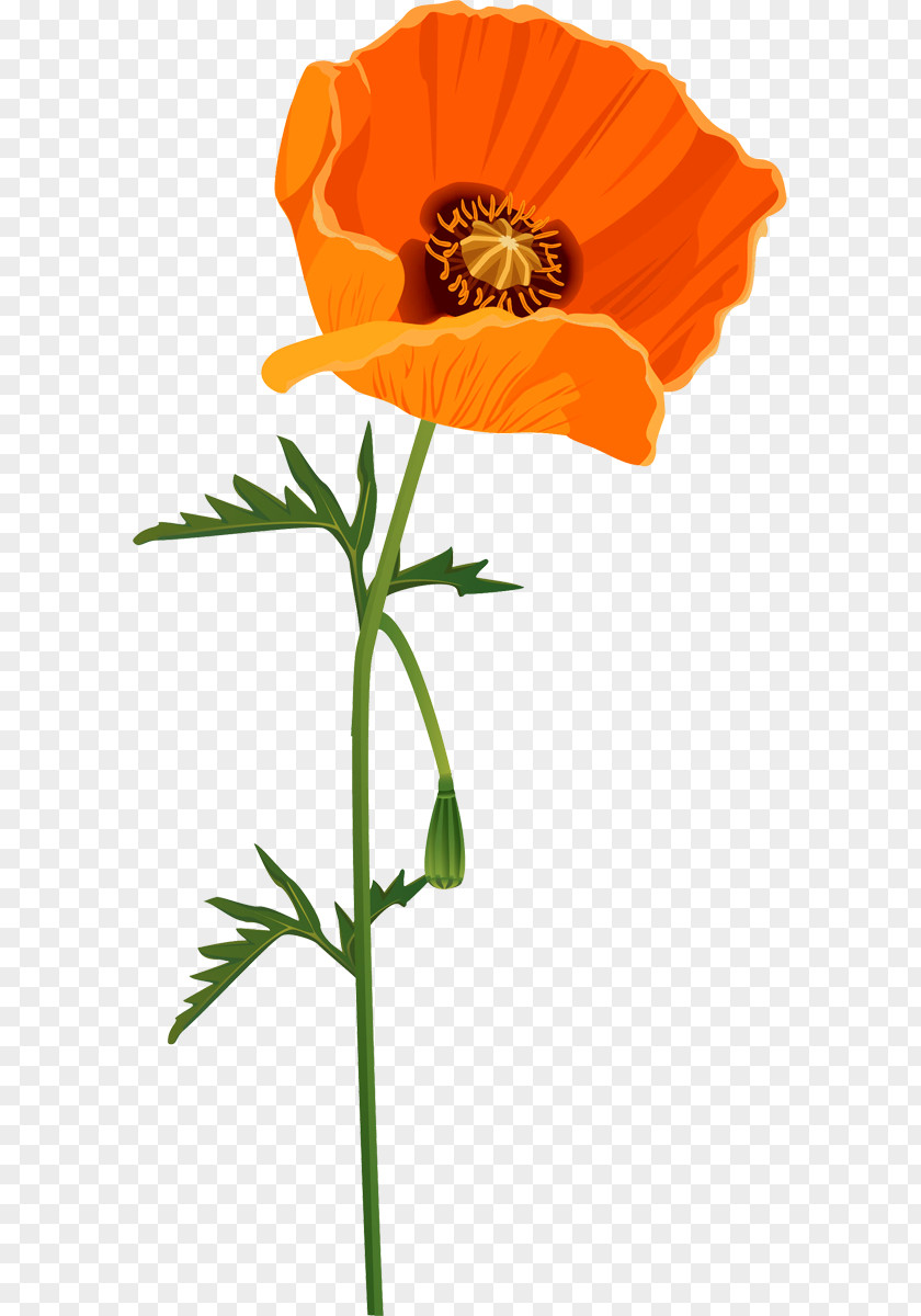 Flower Common Poppy Clip Art PNG