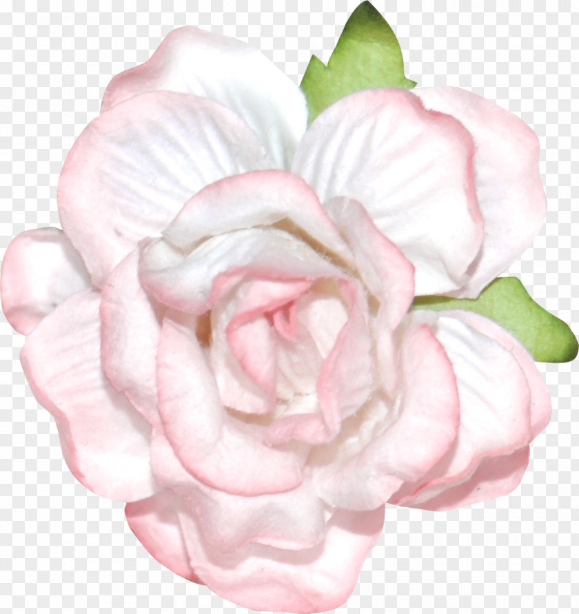 Moro Garden Roses Cabbage Rose Petal Flower PNG
