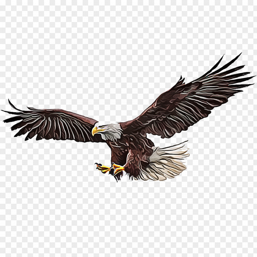 Condor Vulture Eagle Bird Of Prey Accipitridae Wing PNG