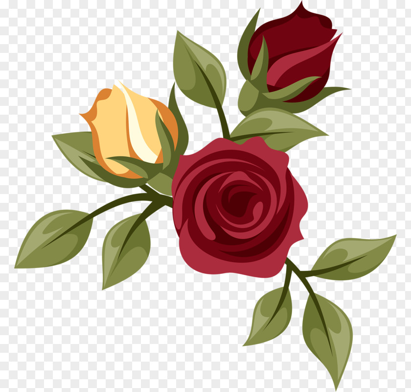 Flower Garden Roses Centifolia Drawing PNG