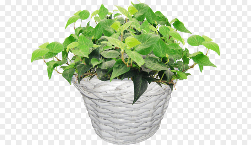 Pot Plkant Flowerpot Image Vector Graphics Clip Art PNG