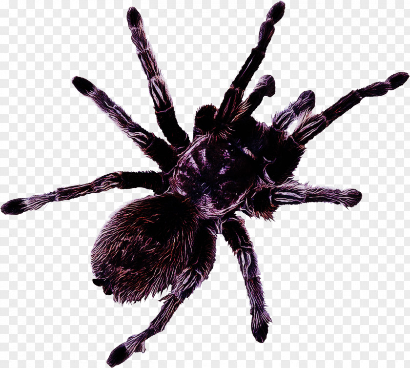 Tarantula Spider Arachnid Violet Pest PNG