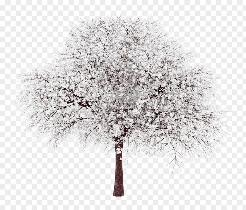Tree Populus Grandidentata Branch Blossom Cottonwood PNG