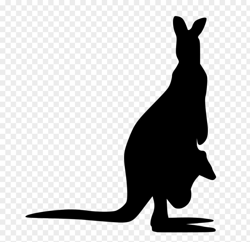 Wildlife Hare Kangaroo Cartoon PNG