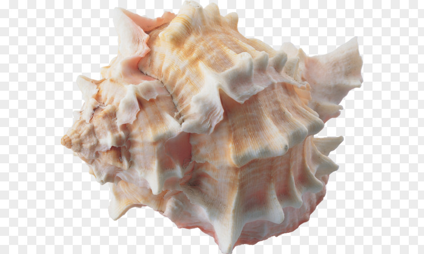 Conch Seashell Clam Escargot PNG