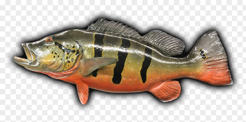 FISH BASS Perch Fish Products 09777 Salmon Fauna PNG