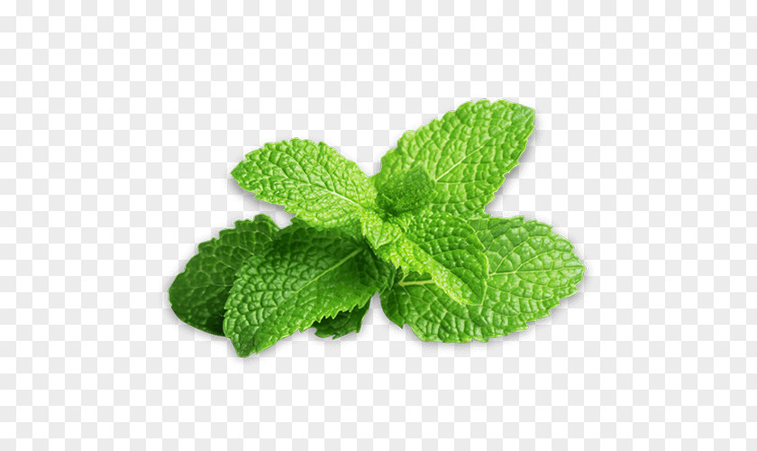 Mint Peppermint Mentha Spicata Tabbouleh Herb PNG