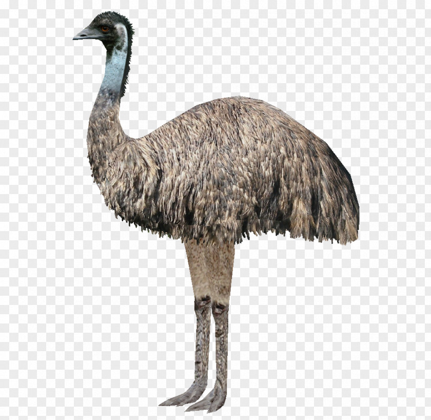 Ostrich Emu War Common Australia Bird Pelican PNG