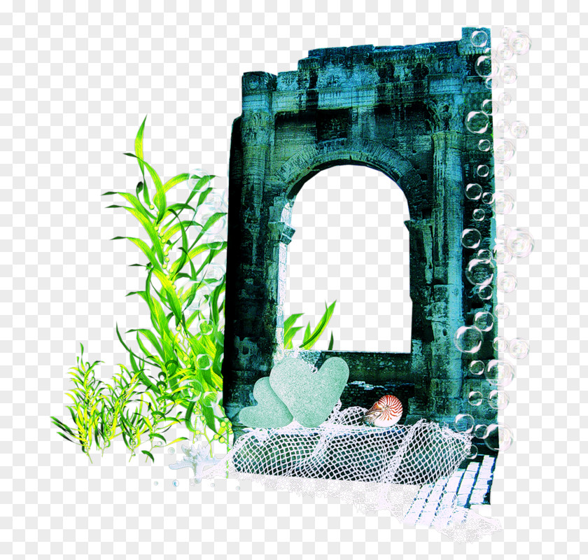Plant Aquatic Plants Seaweed Algae Clip Art PNG