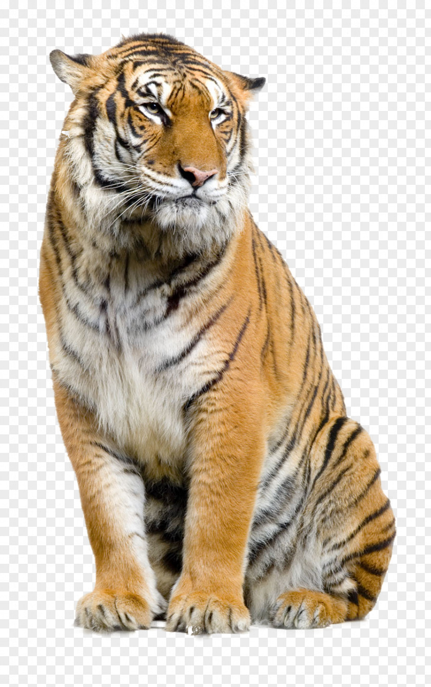 Animal Brush Felidae Lion Sumatran Tiger Clip Art PNG