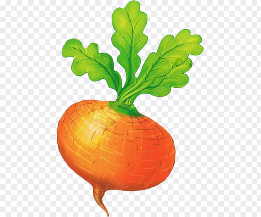 Betterave The Gigantic Turnip Leaf Vegetable PNG