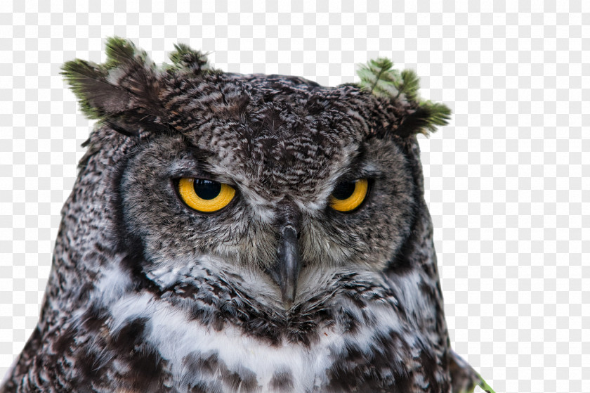 Coruja Owl Information PNG