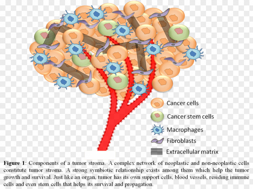 Cute Cancer Cell Details Biology Of Stromal Neoplasm PNG