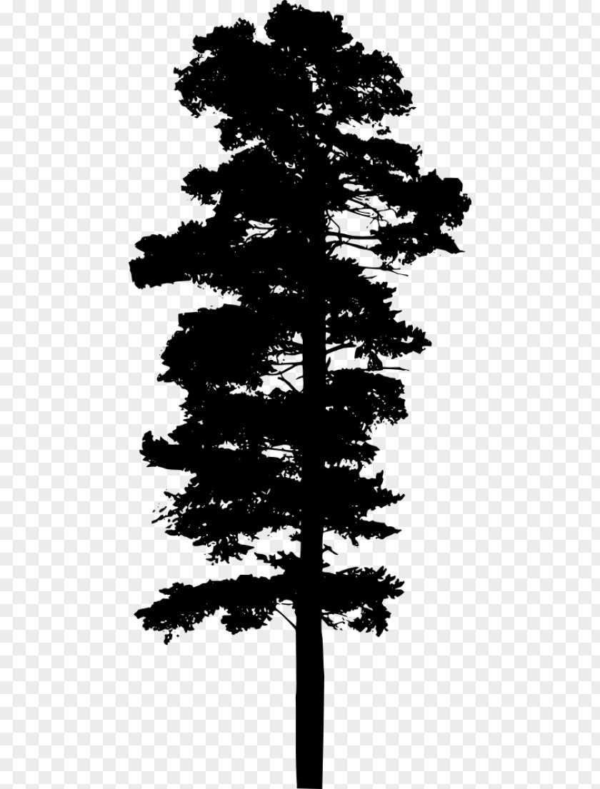 Cypress Family Western Yellow Pine Tree Silhouette PNG