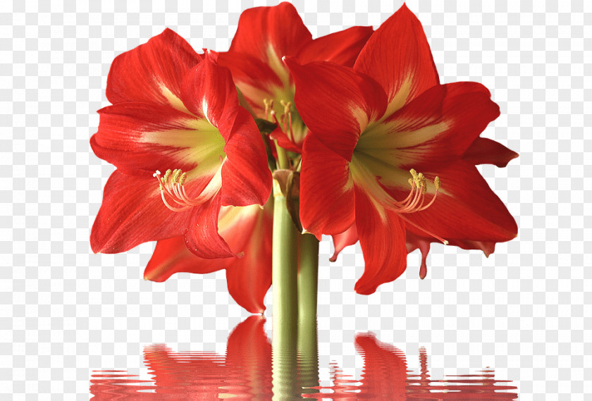 Flower Amaryllis Cut Flowers Petal Lilium PNG