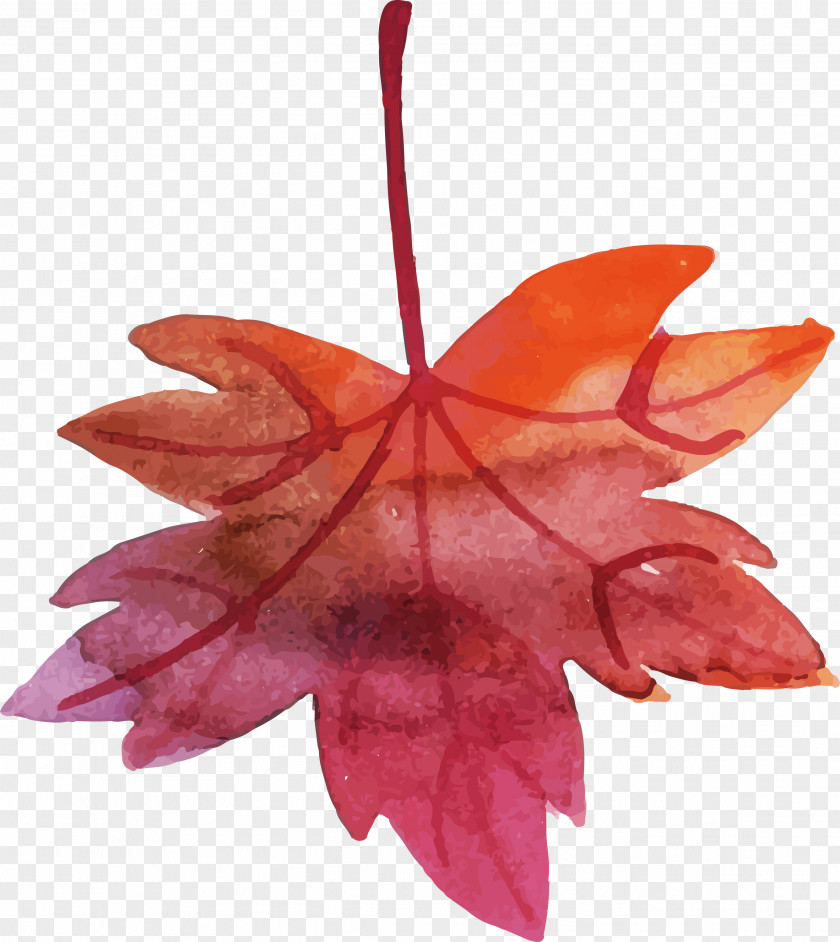 Maple Leaf PNG