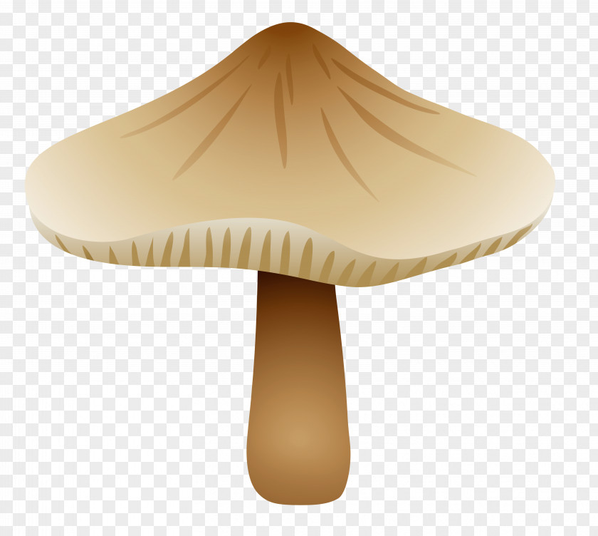 Mushroom Fungus Drawing Botanical Illustration PNG