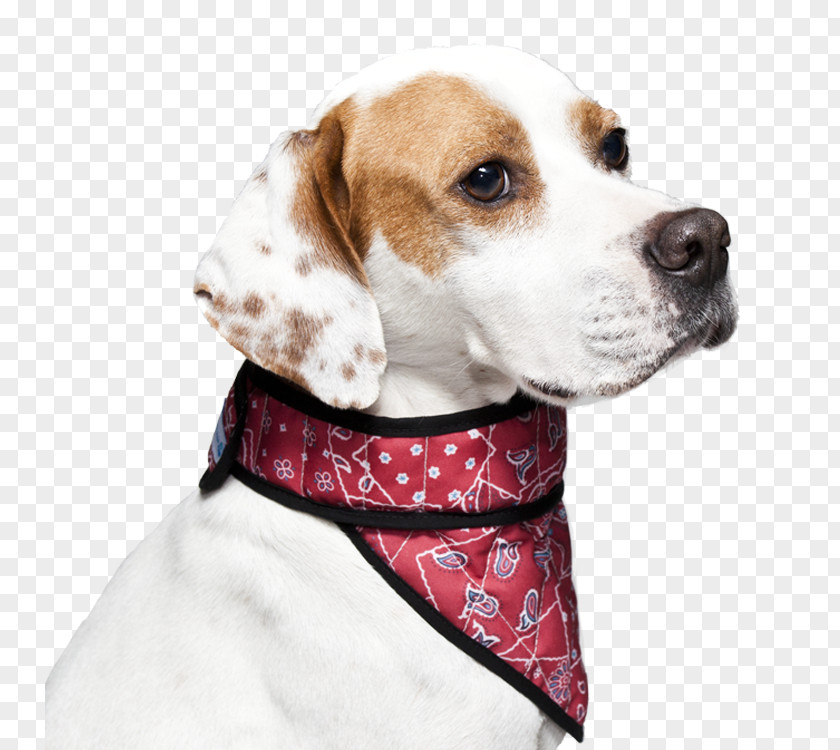 Puppy Dog Breed Beagle English Foxhound Treeing Walker Coonhound PNG